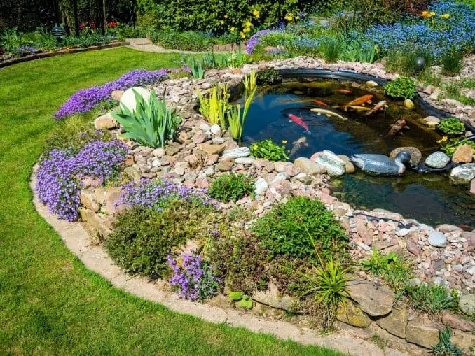 17+ Best Pond Plants From Beginner Species To Flowering Beauties Fishkeeping World