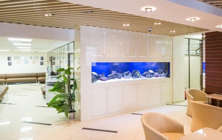 100 Gallon Fish Tank Guide The Ultimate Aquarium