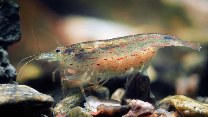 15+ Best Freshwater Shrimps For Aquariums Banner