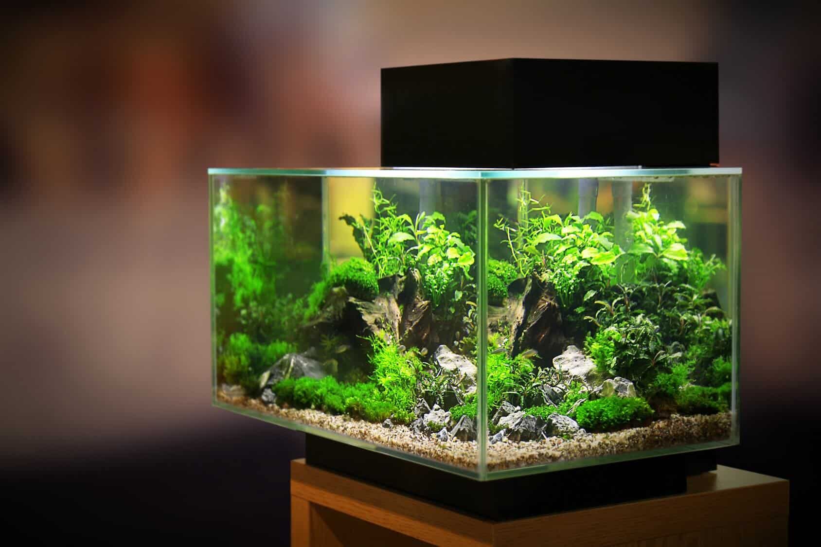 coolest fish tank in the world