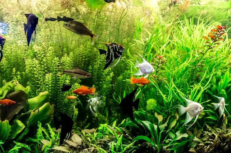 30 Gallon Fish Tank Stocking Suggestions