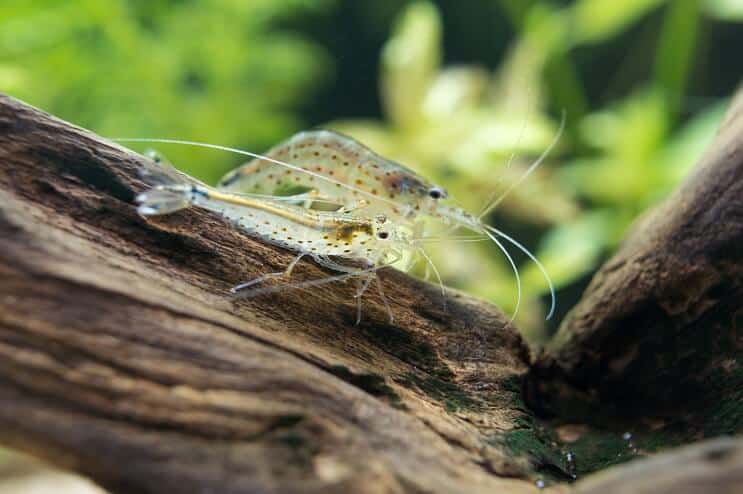 Amano shrimp on driftwood