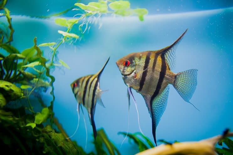 Top 4 How Many Types Of Tropical Fish Are There - GA Pet Sitters