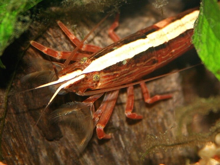 Bamboo shrimp on wood