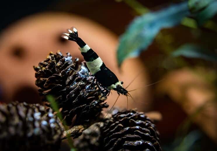 Bee shrimp climbing pine cones in aquarium