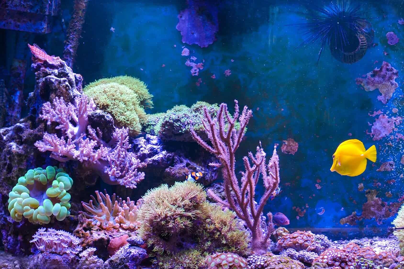 marine aquarium salt