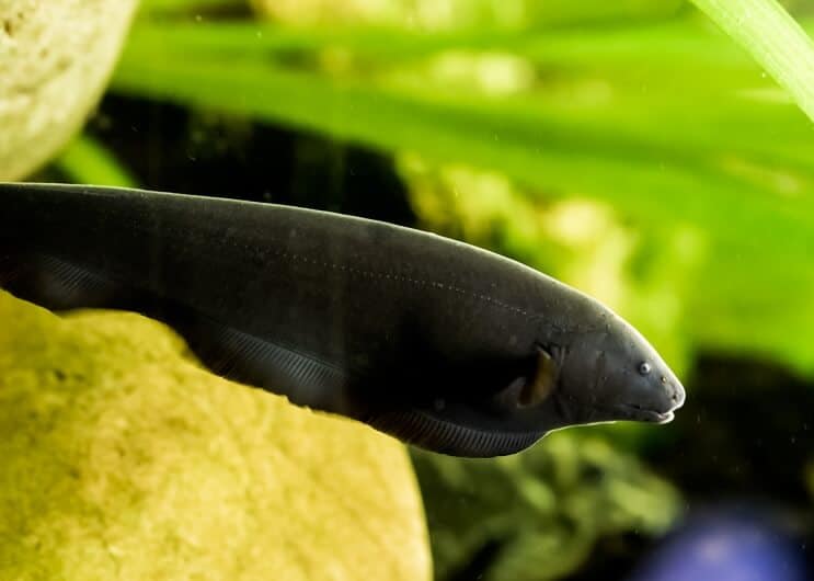 Black Ghost Knifefish