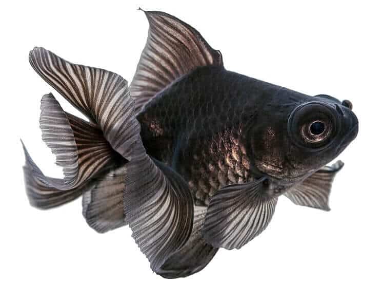 Black Telescope Goldfish