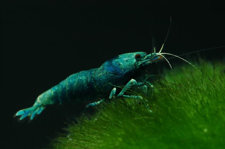 Blue bolt shrimp in planted aquarium