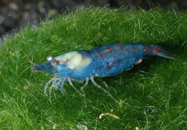 Blue pearl shrimp resting in planted aquarium