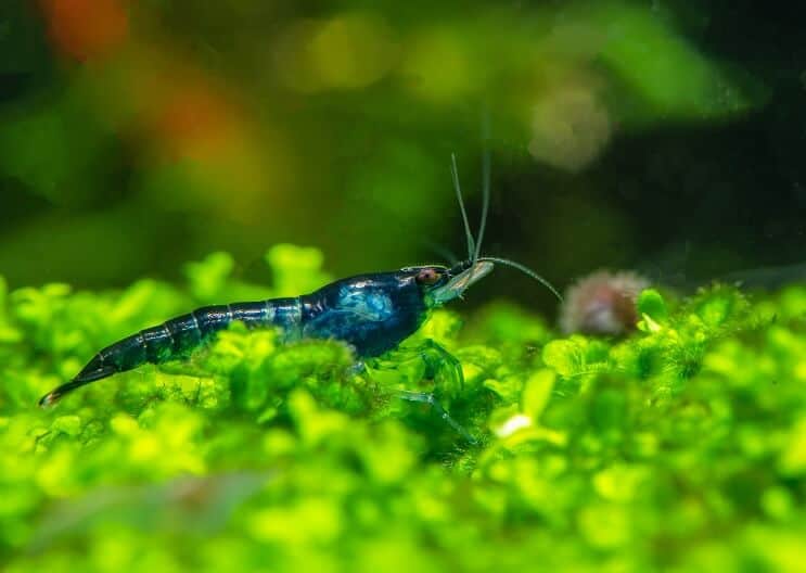 Blue velvet shrimp in a planted aquarium