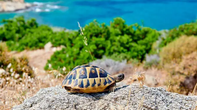 Best Turtle Filter Best Turtle Filter
