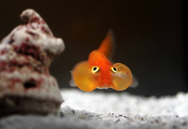 Goldfish types: the bubble eye goldfish