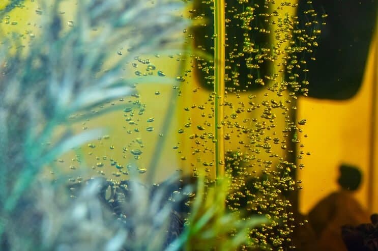 Bubbles in Aquarium