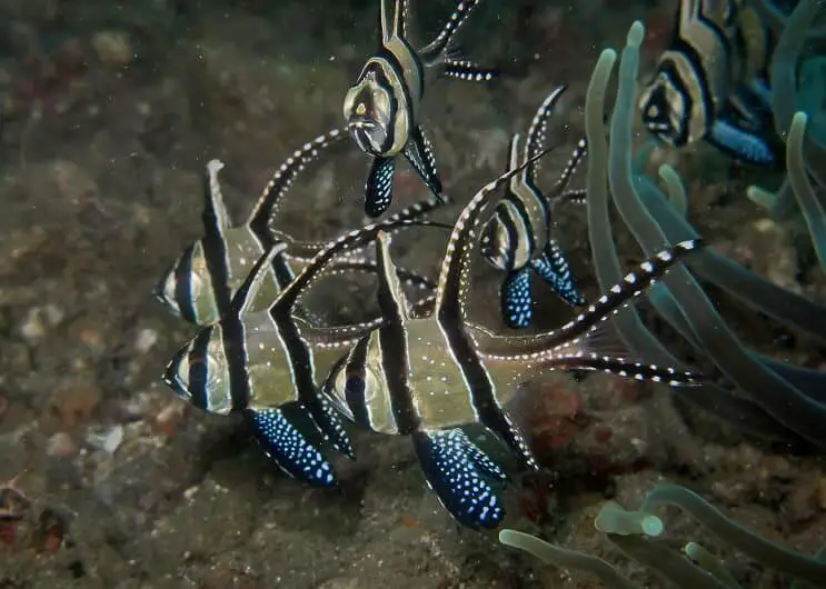 Cardinalfish