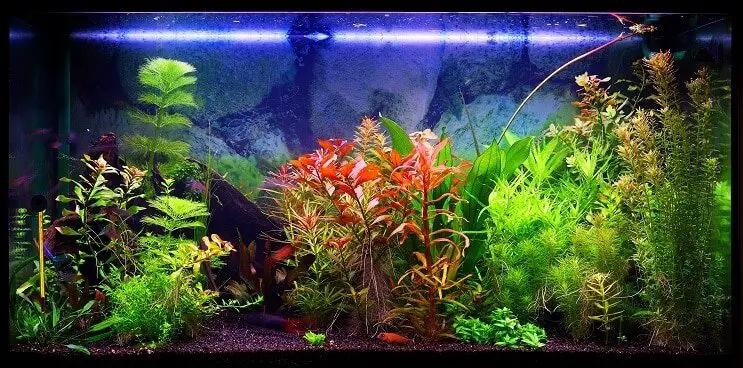 Choosing A 30 Gallon Tank