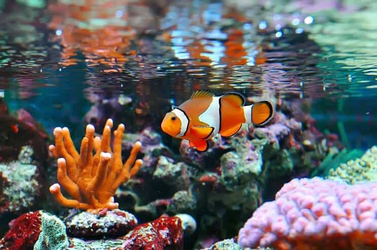 Clown Fish and Coral