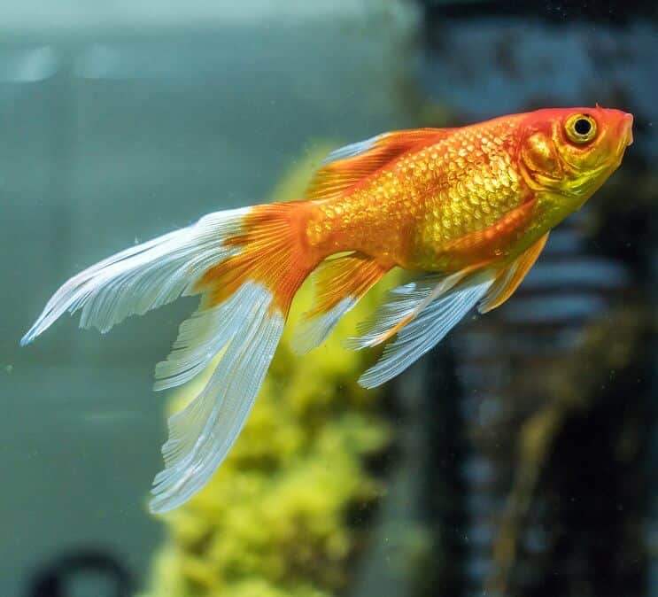 Types of goldfish: comet goldfish