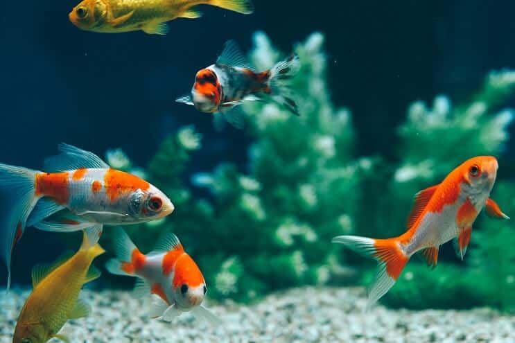 Types of goldfish: the common goldfish