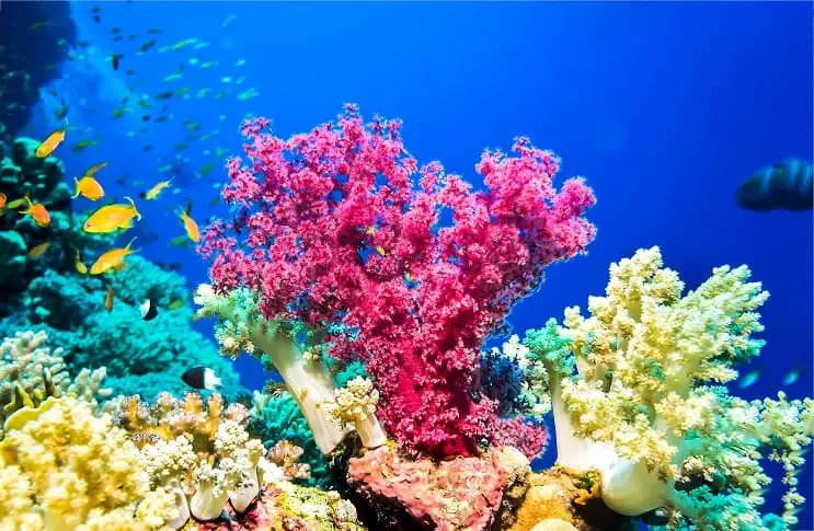 Coral Reef