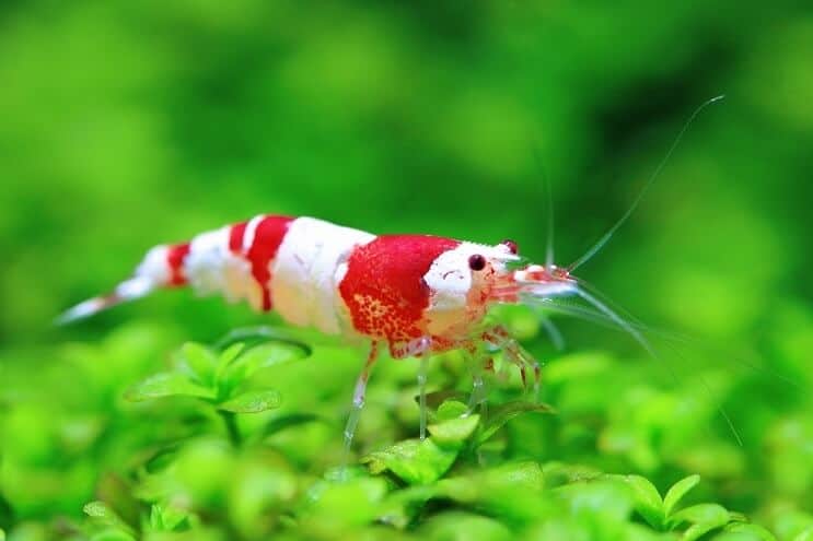 Crystal red shrimp in planted aquarium