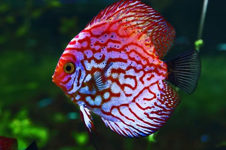 Discus