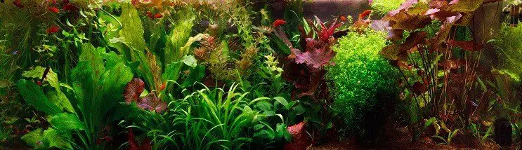 Dutch Aquascape