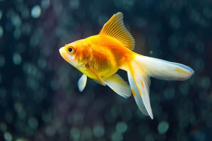 A fantail goldfish