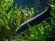 Freshwater Aquarium Eel A-Z Best Types Of Eels Banner