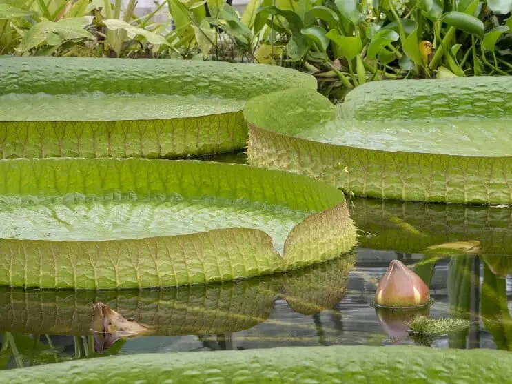 WaterLily Care and Maintenance