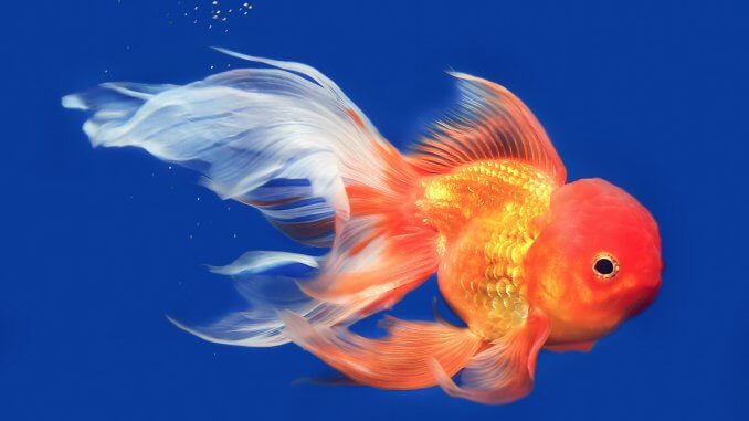 Goldfish A-Z Best Types Of Goldfish (Single-Tail And Fancy) Banner