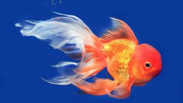29 Types Of Goldfish Breeds [Common & Fancy]