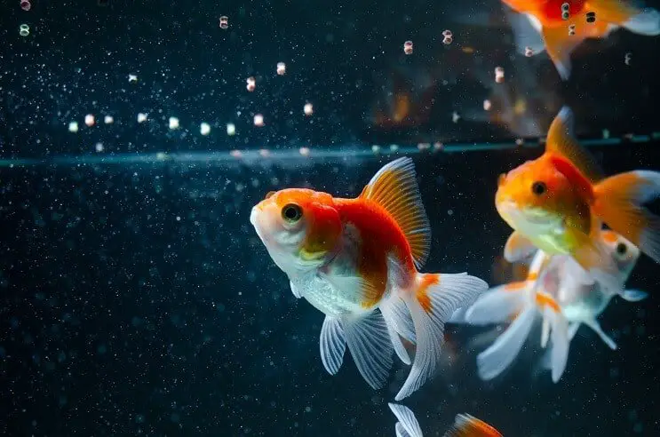 How Long Do Goldfish Live? 5 Ways to Increase Their Lifespan - Fishkeeping World