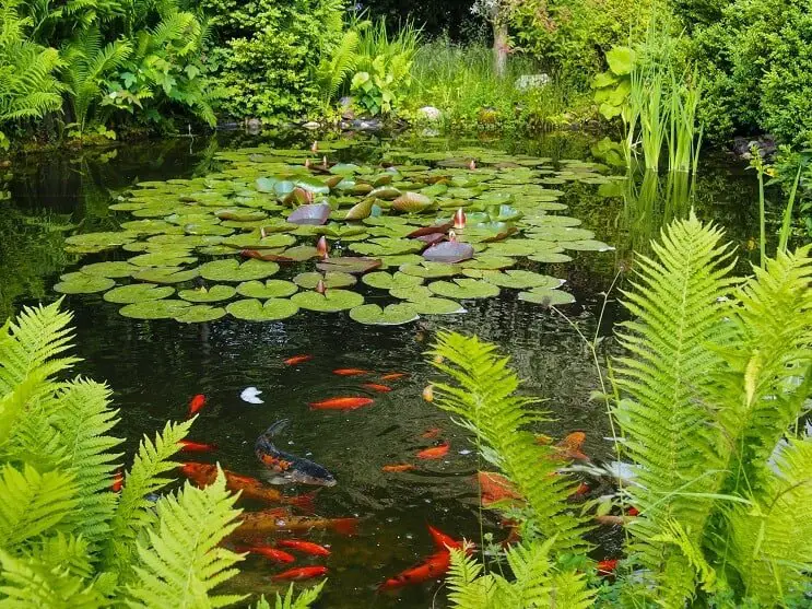Goldfish and Koi Pond