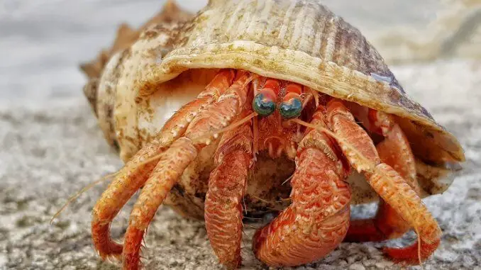 Hermit Crab Appearance