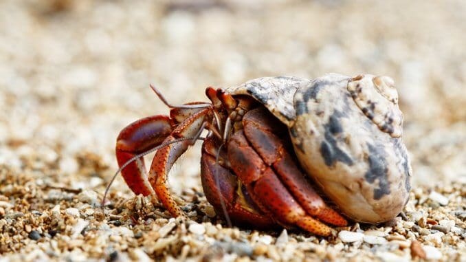wild hermit crab care