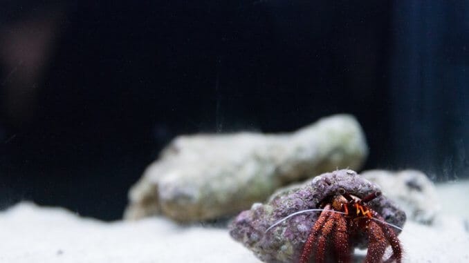 Hermit Crab Tank