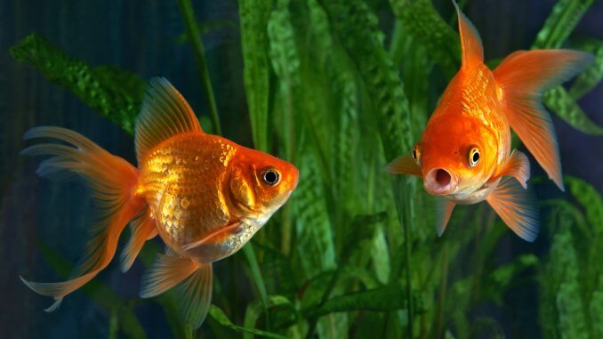 How Long Do Goldfish Live? 6 Ways to Increase Their Lifespan Banner