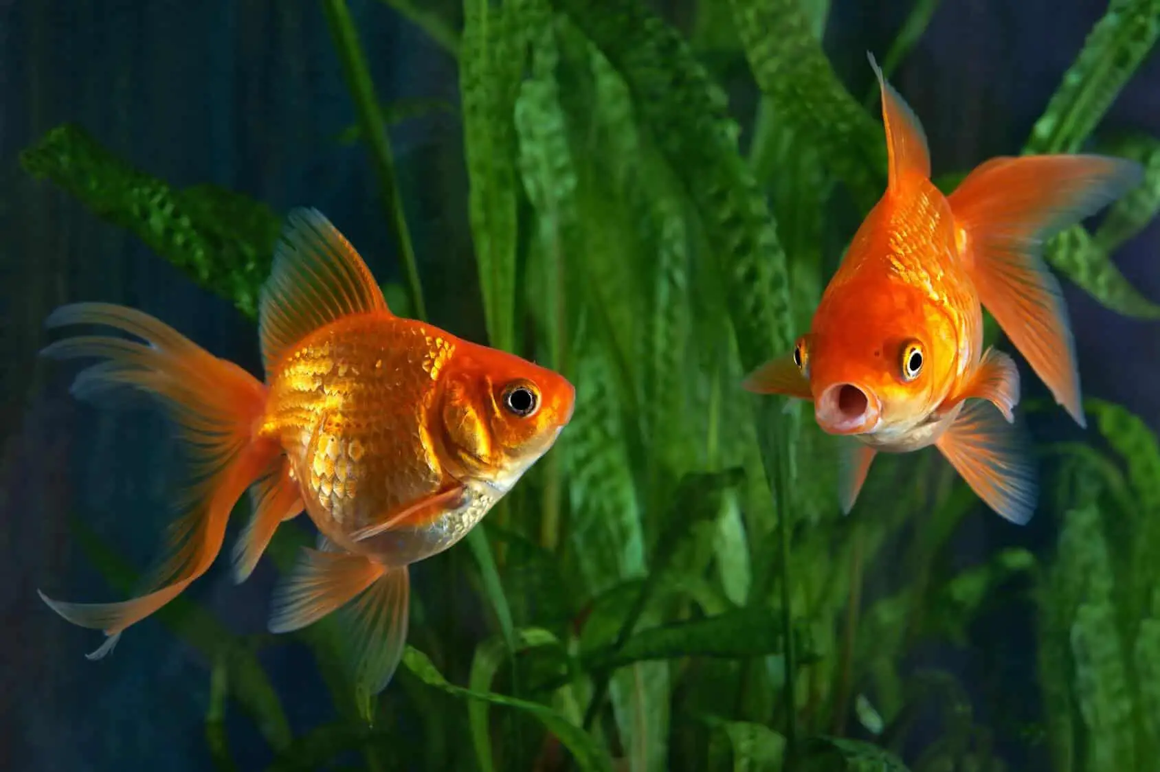 how long do goldfish fish live
