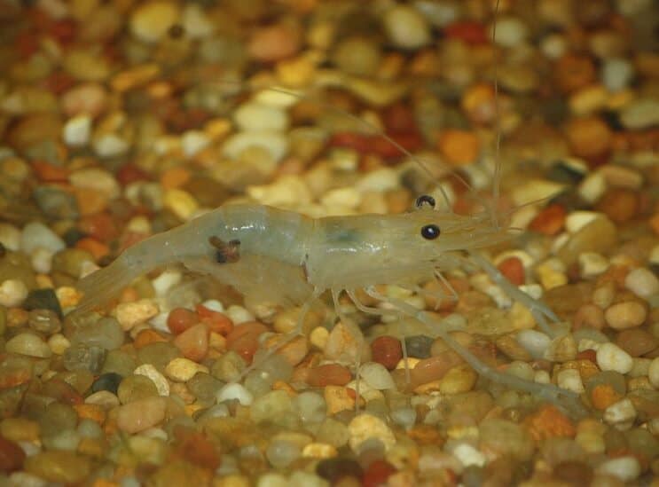 Whisker shrimp near pebble substrate