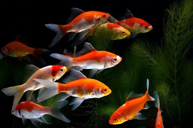 Types of goldfish: koi goldfish
