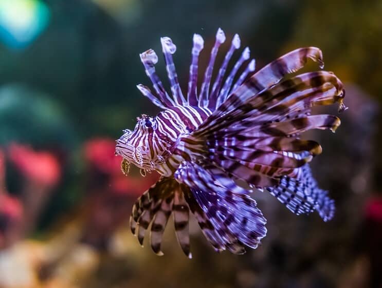 Lionfish