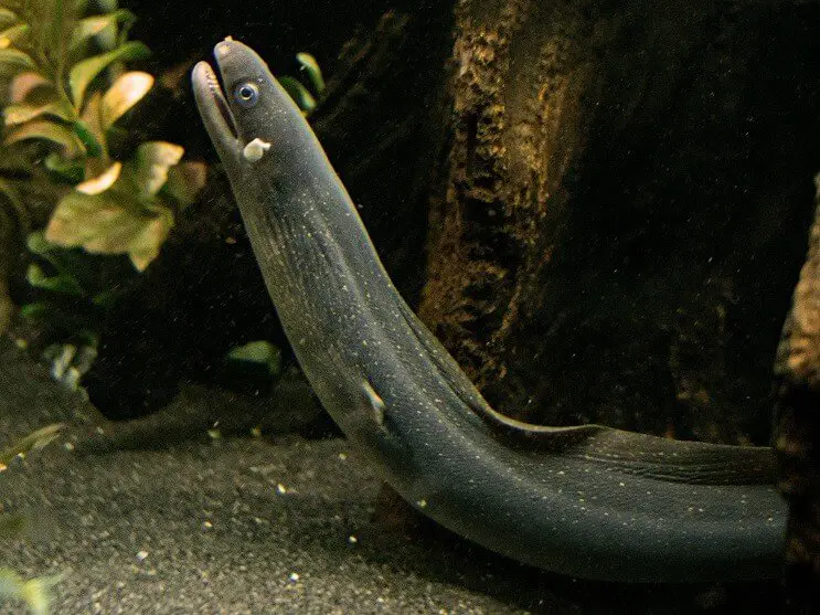 freshwater tank eels