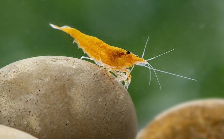 Neocaridina shrimp close up