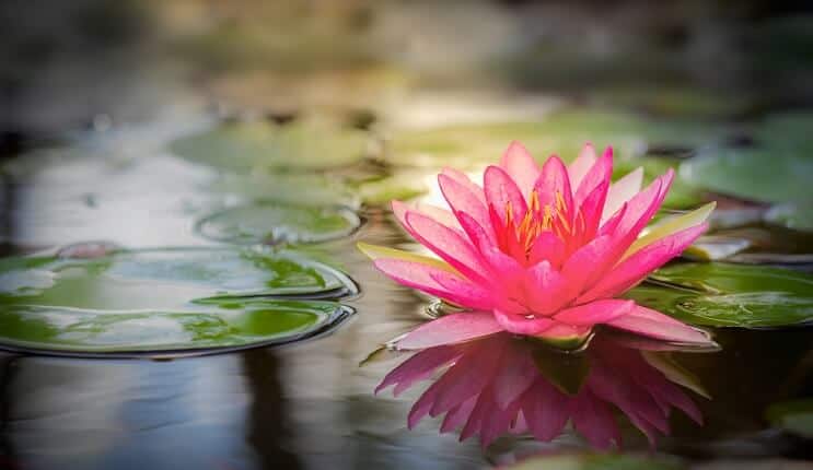 Pink dwarf water lily close up