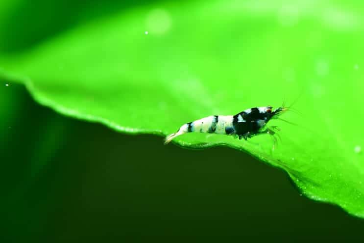 Pinto shrimp swimming in planted aquarium