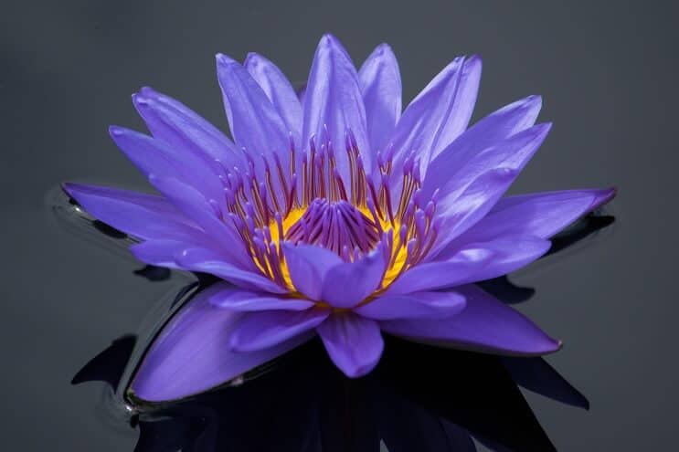 Purple Water Lily appearance