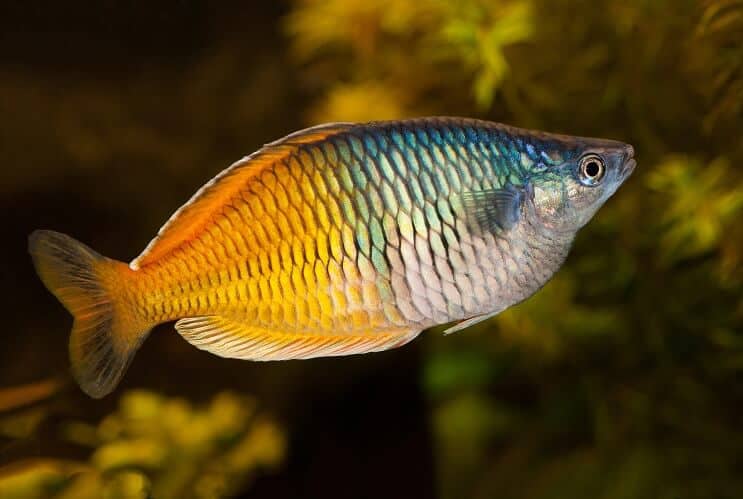 Rainbowfish