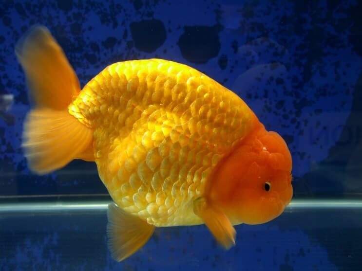 A ranchu goldfish swimming in a goldfish tank