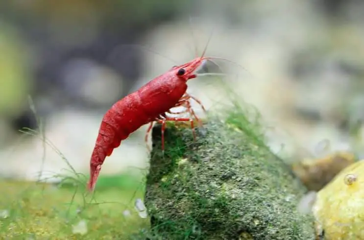 Cherry shrimp resting on rock with algae